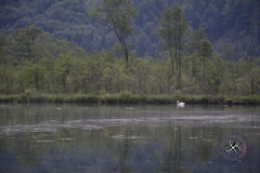 Almsee