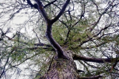 im Regen