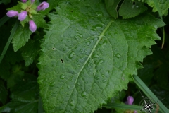 im Regen